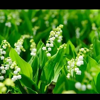 Amazon.co.jp: 北海道スズラン 白 抜き苗6本 : DIY・工具・ガーデン